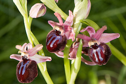 A spectacular endemic orchid found our Gargano photography tour